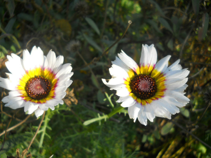 DSCN3712