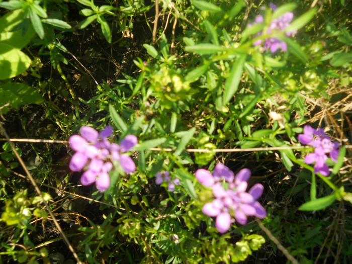 DSCN3716
