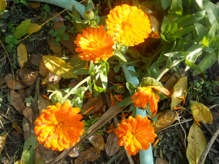 DSCN3721