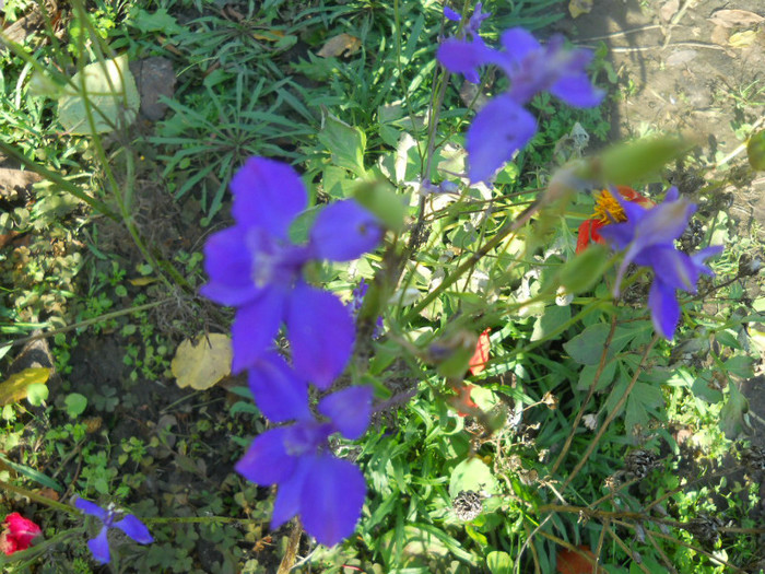 DSCN3730