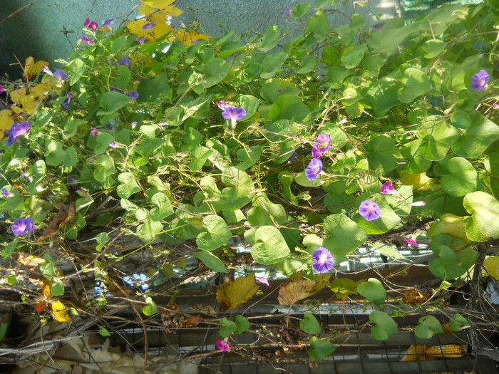 DSCN3734