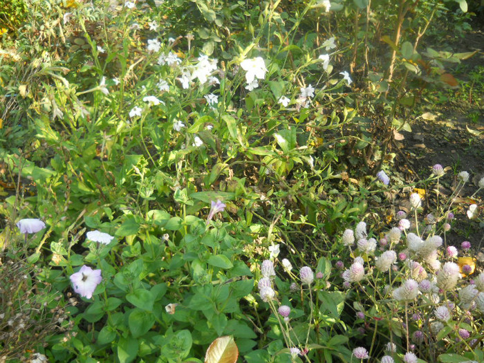 DSCN3736