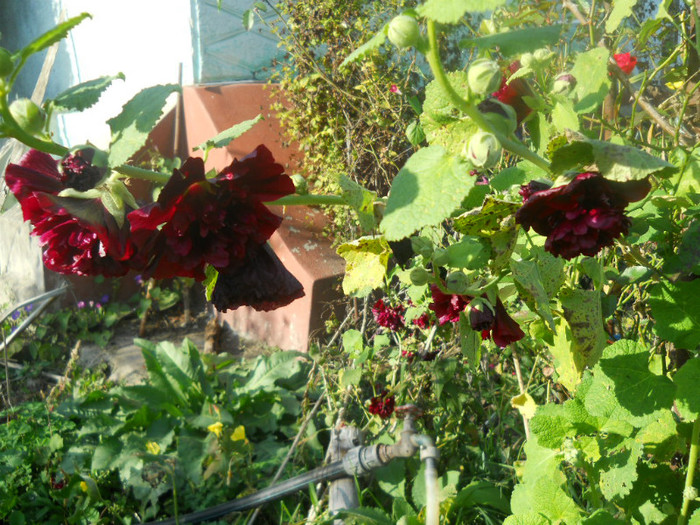 DSCN3737