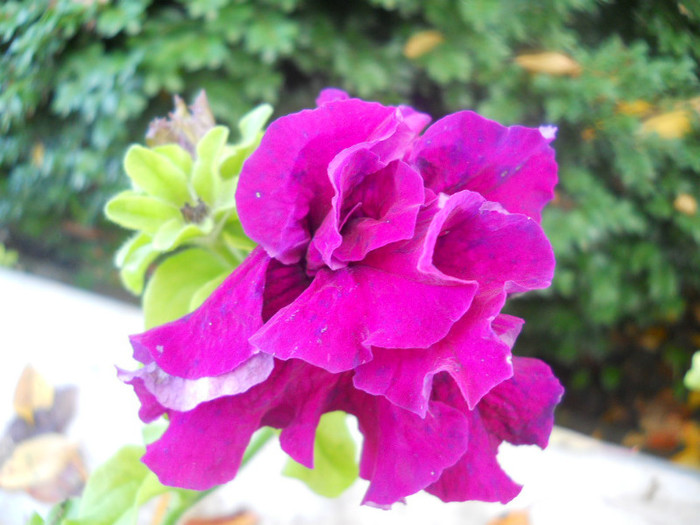 DSCN3746