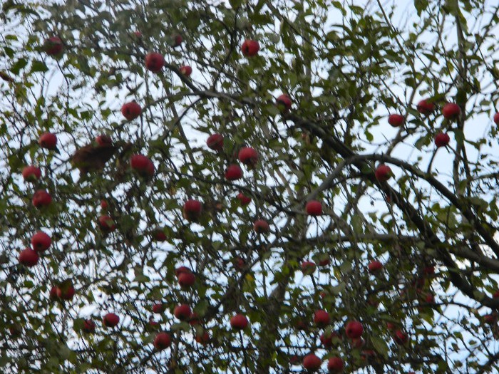 Picture 008 - Diverse-Claudiu