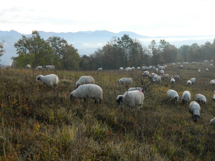 Picture 038 - Diverse-Claudiu