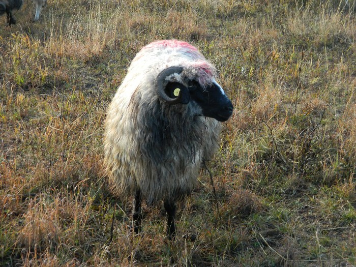 Picture 040 - Diverse-Claudiu