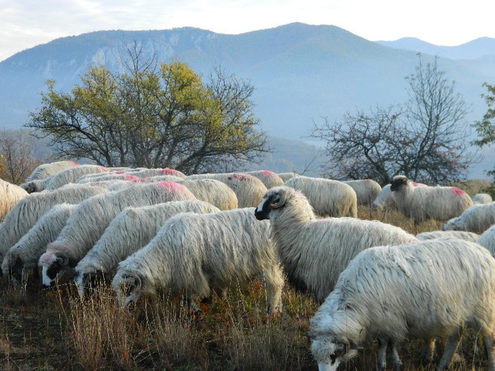 Picture 042 - Diverse-Claudiu