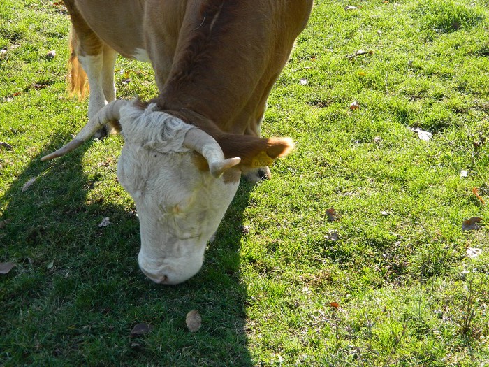 Picture 099 - Diverse-Claudiu