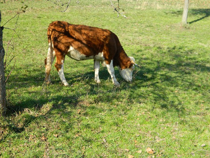 Picture 105 - Diverse-Claudiu