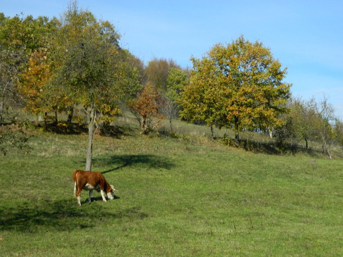 Picture 111 - Diverse-Claudiu