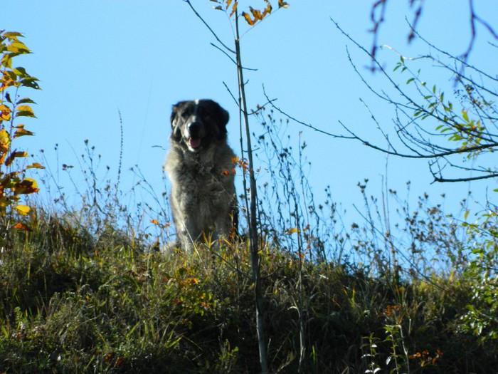 Picture 133 - Diverse-Claudiu