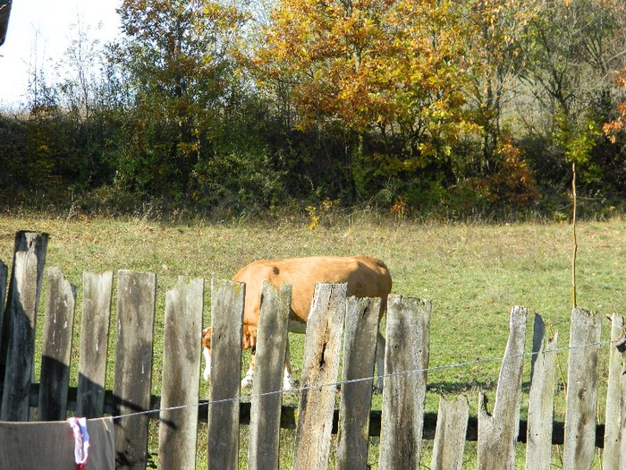 Picture 135 - Diverse-Claudiu