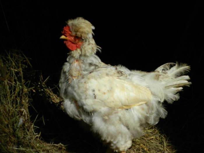 Asa arata o gaina....coafata - Diverse-Claudiu