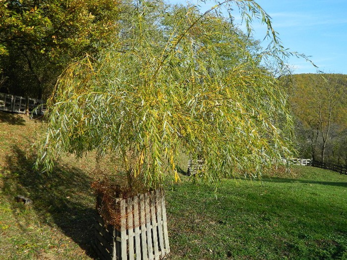 Picture 185 - Diverse-Claudiu