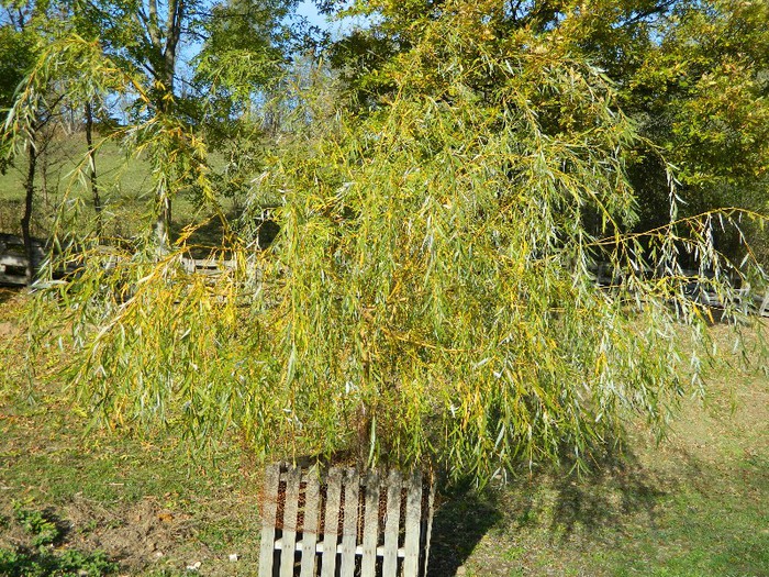 Picture 186 - Diverse-Claudiu