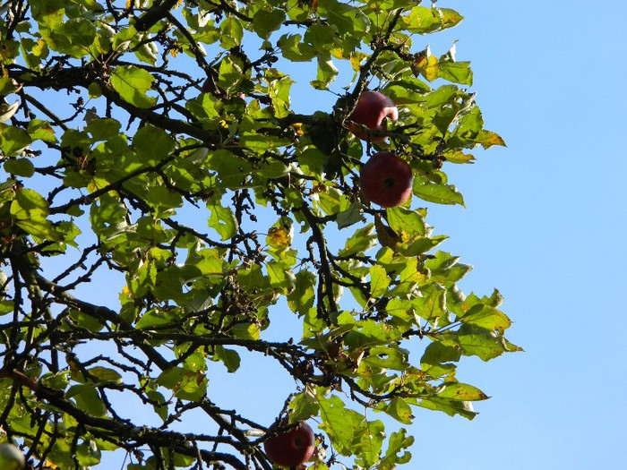 Picture 192 - Diverse-Claudiu