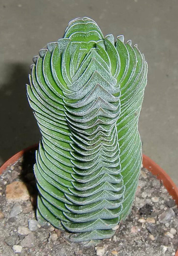 Crassula cv
