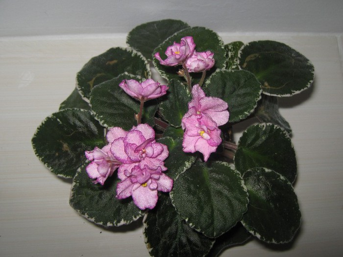 Buckeye Cherry Topping