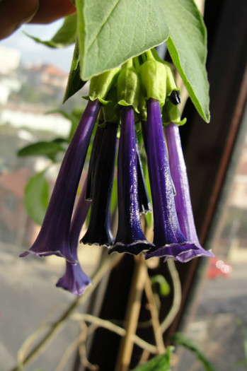 iochroma Cyaneum