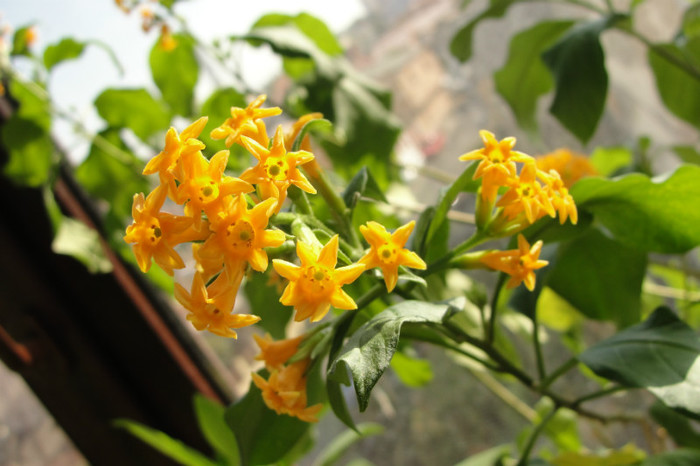 iochroma Aurantiaca - B-Iochroma