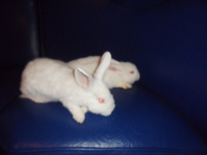 SAM_1956 - neozeelandezi albi