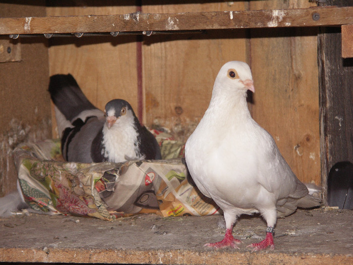 sa dam bine la camera