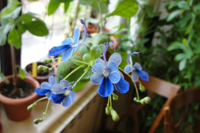 au revenit fluturasii