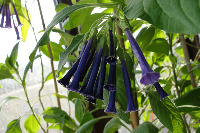 iochroma Cyaneum