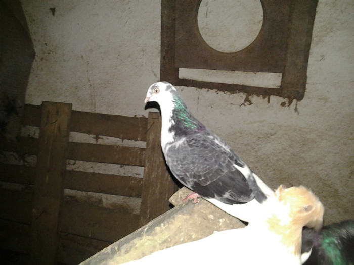 2012-11-03 21.45.04