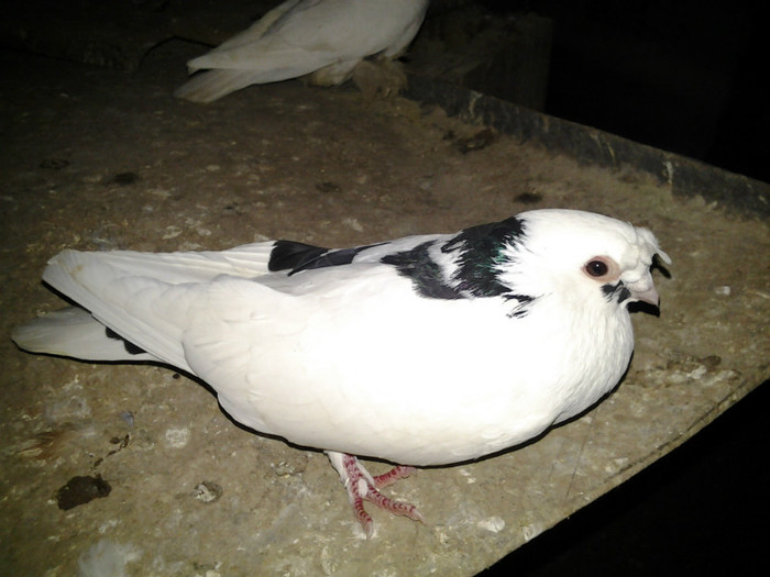 vandut