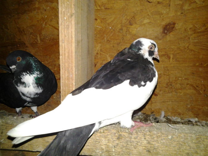 2012-11-03 21.53.49