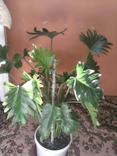 FILODENDRON XANADU - FLORI 2012-2013