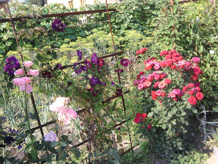 Clematita mov si trandafir