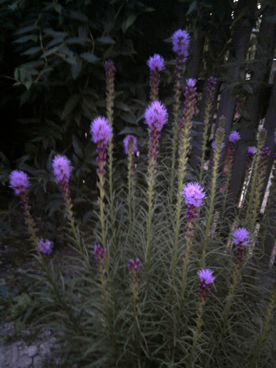 LIATRIS - FLORI 2012-2013