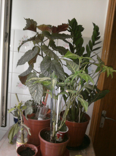 PLAMAN,SINGONIUM,ZAMIOCULCAS