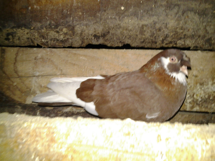 2012-11-03 21.55.09