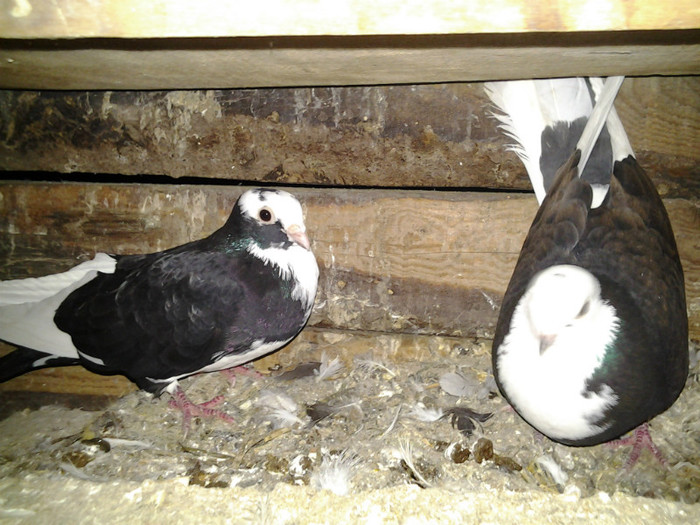 2012-11-03 21.55.14