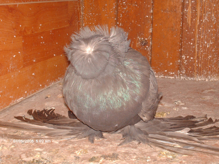 f 2011 ciocolatie - buhara matca pe 2013