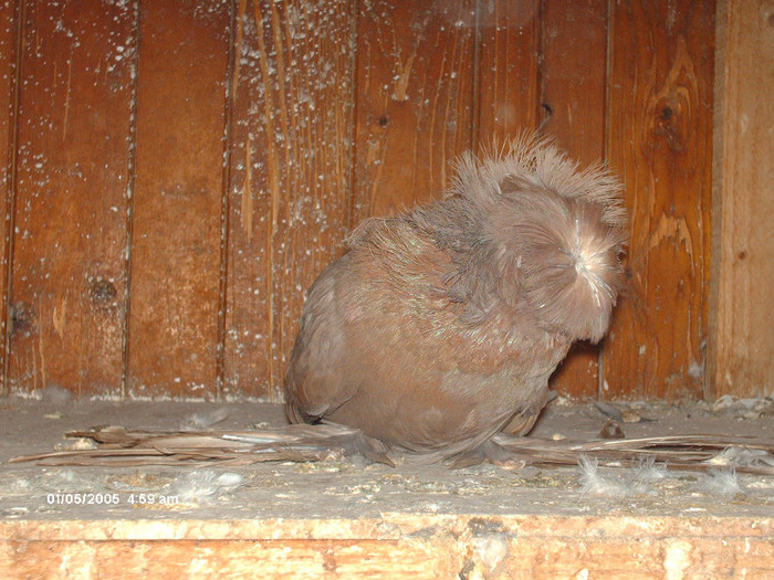 Picture 024 - buhara matca pe 2013