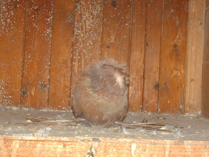 Picture 026 - buhara matca pe 2013