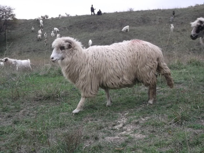 Picture 427 - 0  Toamna oilor mele Turcane