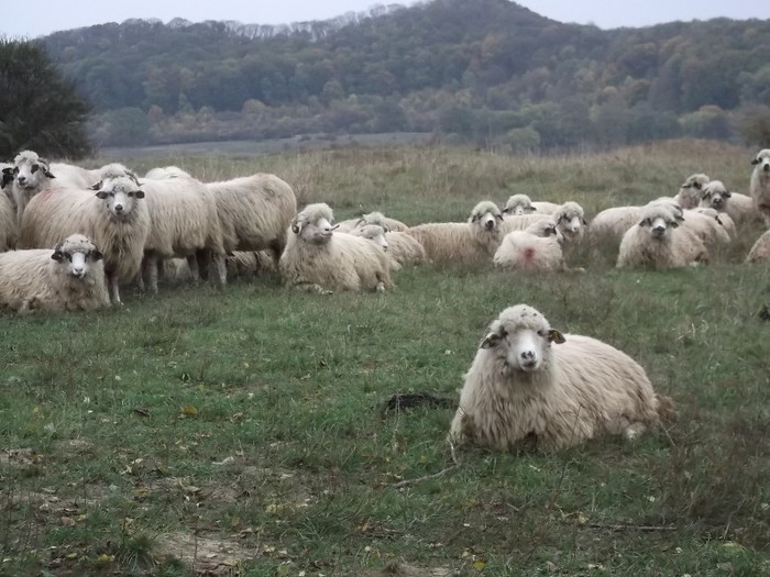 Picture 430 - 0  Toamna oilor mele Turcane