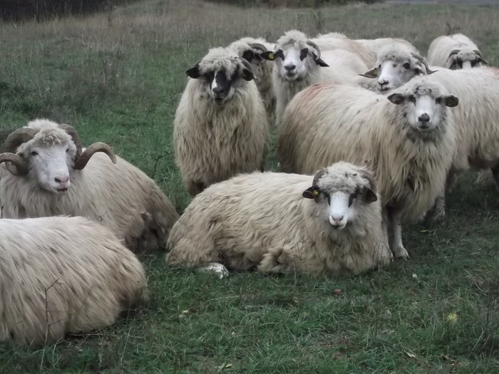 Picture 431 - 0  Toamna oilor mele Turcane