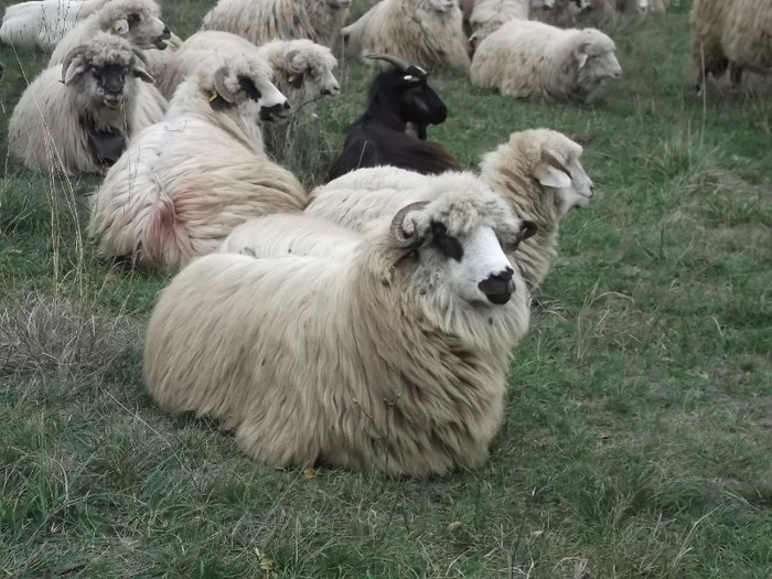 Picture 432 - 0  Toamna oilor mele Turcane