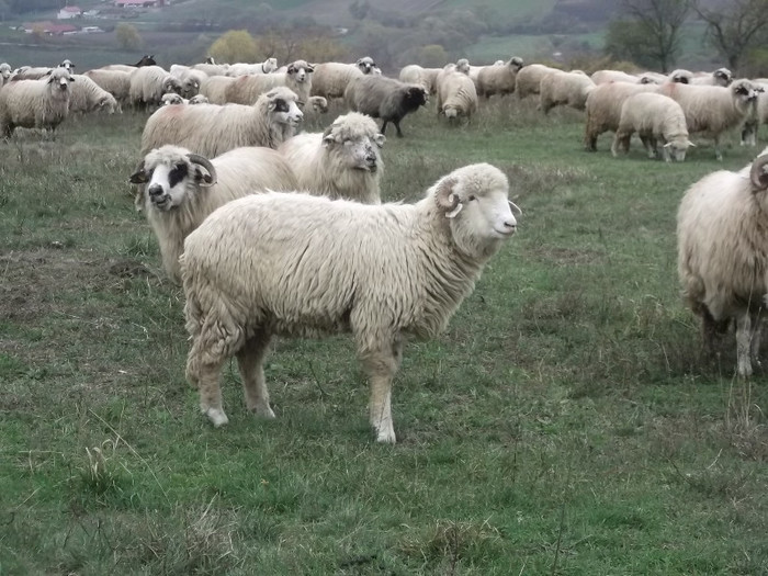 Picture 436 - 0  Toamna oilor mele Turcane