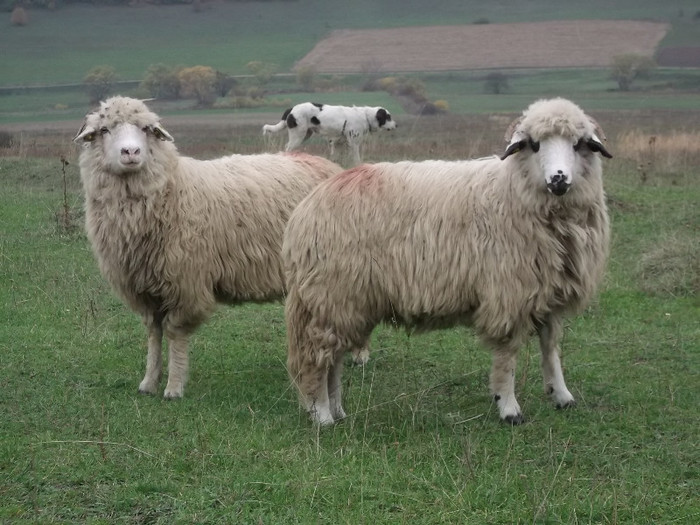 Picture 438 - 0  Toamna oilor mele Turcane