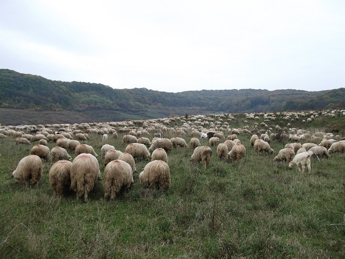 Picture 447 - 0  Toamna oilor mele Turcane