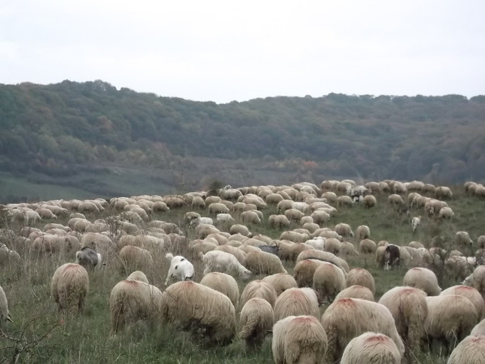 Picture 449 - 0  Toamna oilor mele Turcane