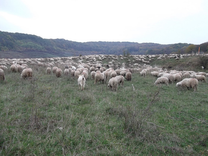 Picture 450 - 0  Toamna oilor mele Turcane